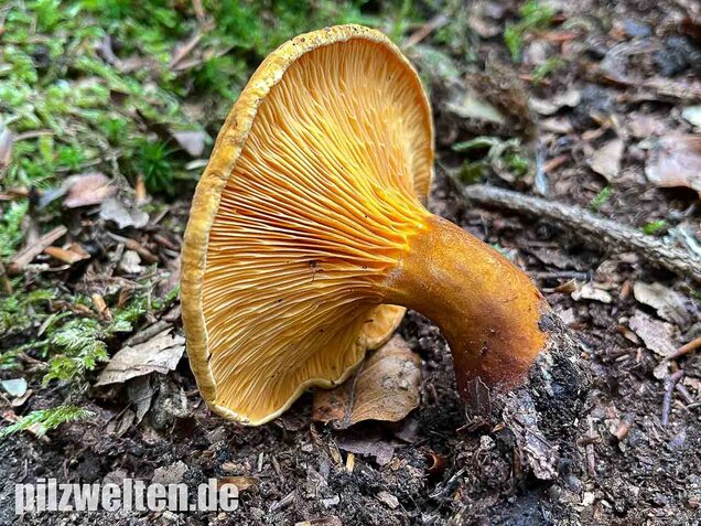 Brauner Afterleistling, Hygrophoropsis rufa