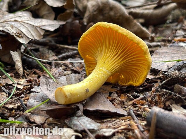 Echter Pfifferling, Cantharellus cibarius