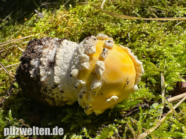 Gelber Fliegenpilz, Amanita muscaria var. formosa