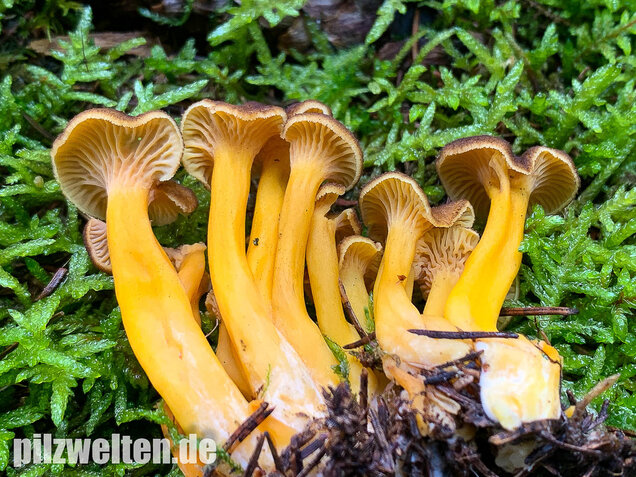 Trompetenpfifferling, Craterellus tubaeformis
