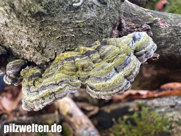 Gezonter Ohrlappenpilz,  Auricularia mesenterica