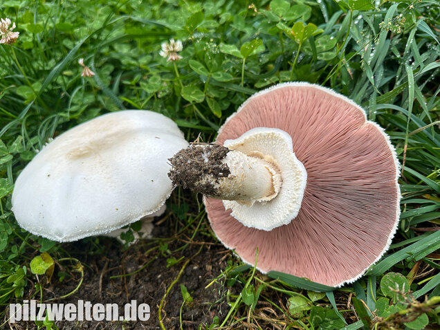 Großsporiger Riesenchampignon, Agaricus urinascens