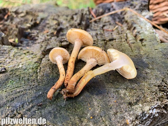 Gummischüppling, Pholiota gummosa