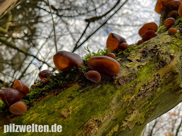 Judasohr, Auricularia auricula-judae