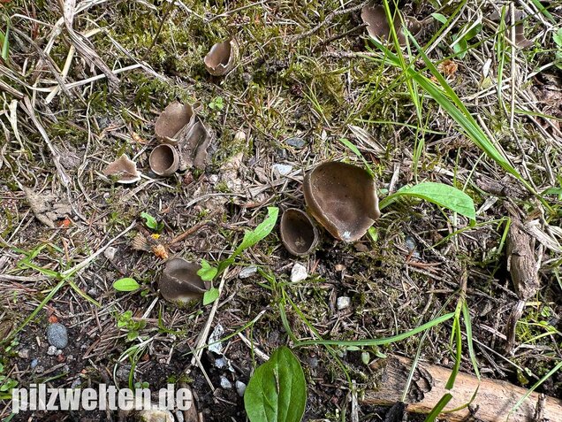 Kleine Becherlorchel, Dissingia confusa