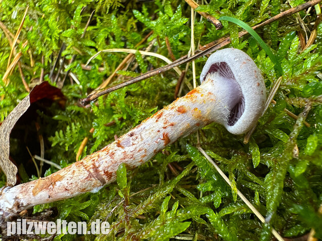 Kupferschuppiger Dickfuß, Cortinarius spilomeus