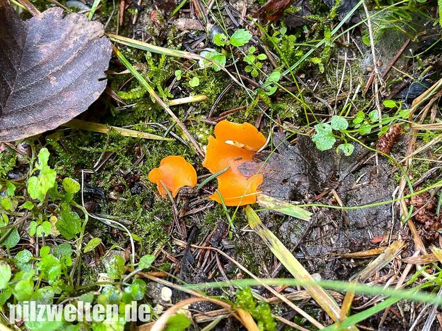 Orangebecherling, Aleuria aurantia