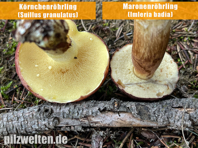 Körnchenröhrling, Suillus granulatus