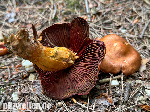 Rotgenatterter Hautkopf, Purpurbrauner Hautkopf, Cortinarius purpureus
