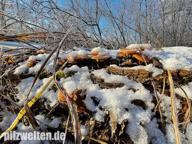 Samtfußrübling, Winterrübling, Flammulina velutipes