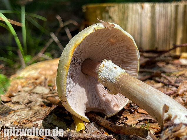 Schiefknolliger Anischampignon, Agaricus essettei
