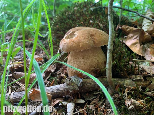 Sommersteinpilz, Boletus aestivalis