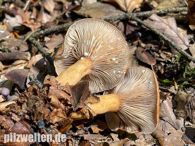 Süßlicher Buchenmilchling, Lactarius subdulcis