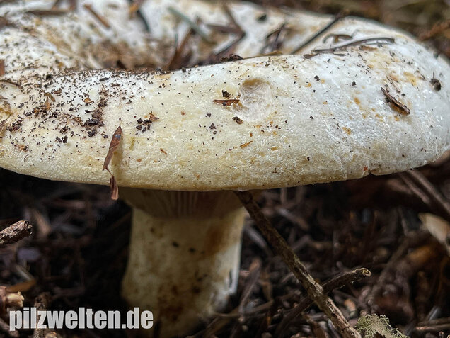 Wolliger Milchling, Lactifluus vellereus