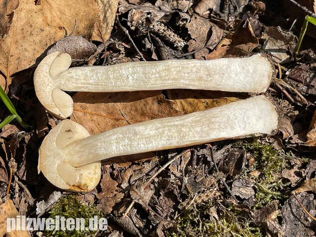 Wollstieliger Raufußröhrling (weiße Form), Leccinum cyaneobasileucum