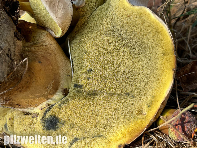 Wurzelnder Bitterröhrling, Caloboletus radicans