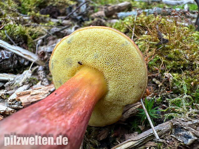 Blutroter Filzröhrling, Blutroter Gartenfilzröhrling, Hortiboletus rubellus