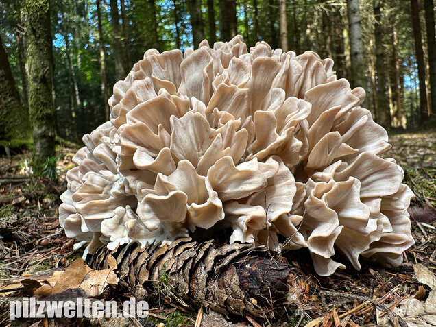 Breitblättrige Glucke, Sparassis brevipes