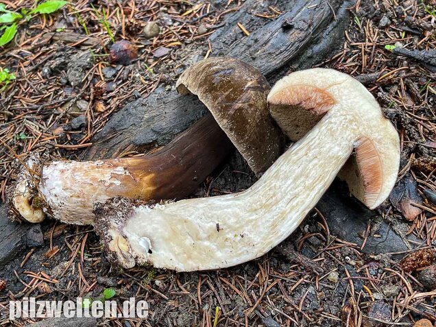 Düsterer Röhrling, Porphyrröhrling, Porphyrellus porphyrosporus