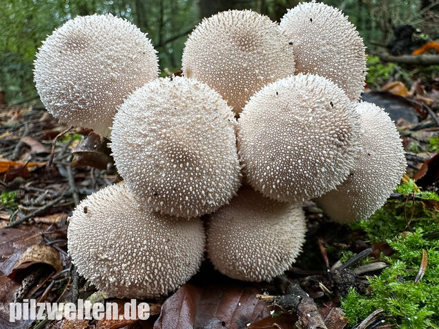 Flaschenstäubling, Flaschenbovist, Lycoperdon perlatum