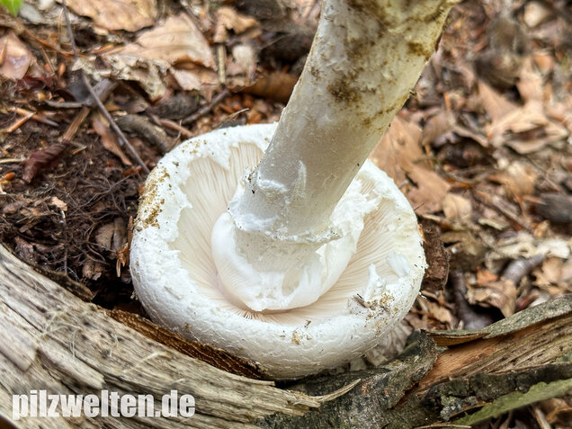 Fransiger Wulstling, Amanita strobiliformis