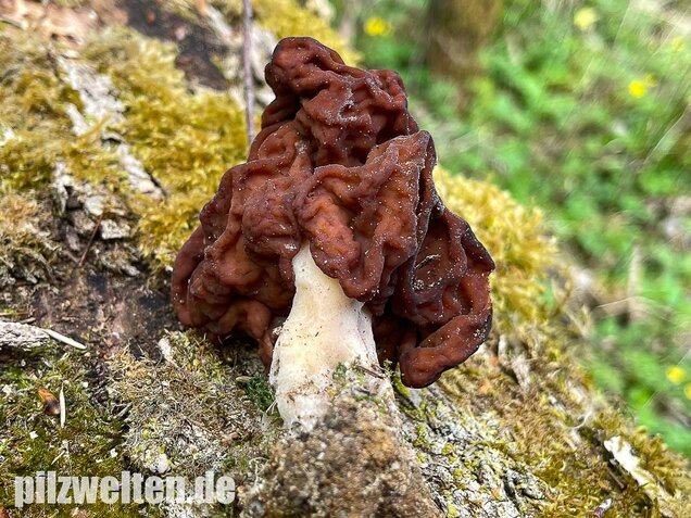 Frühjahrslorchel, Giftlorchel, Gyromitra esculenta
