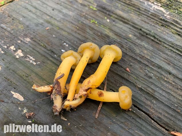 Gallertkäppchen, Leotia lubrica