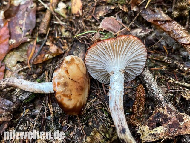 Gefleckter Gelbfuß, Gomphidius maculatus