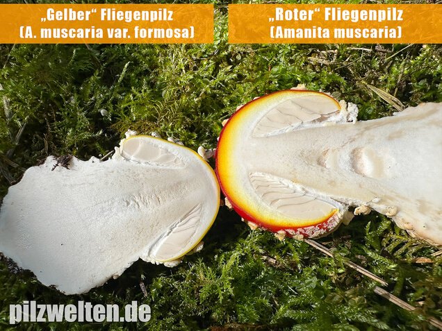 Gelber Fliegenpilz, Amanita muscaria var. formosa