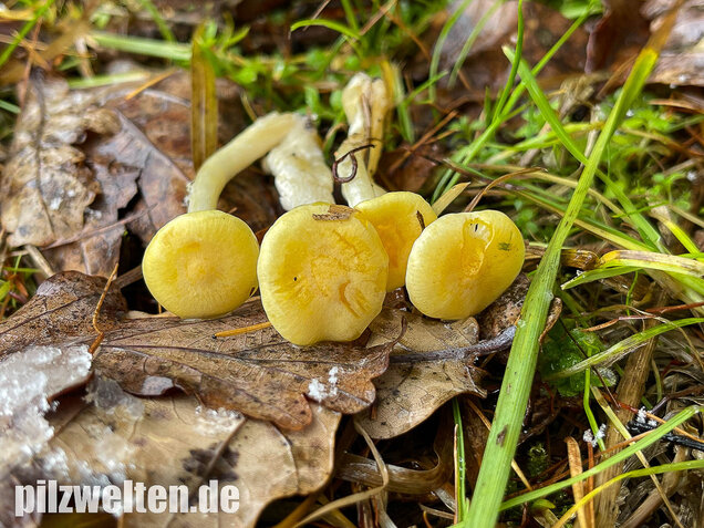 Gelber Lärchenschneckling, Hygrophorus lucorum