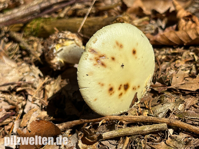 Gelber Knollenblätterpilz, Amanita citrina
