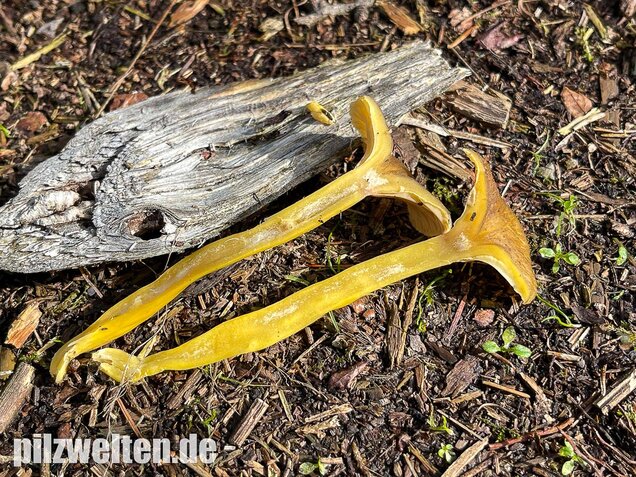 Trompetenpfifferling, Craterellus tubaeformis