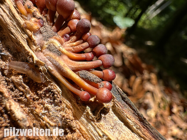Gelbstieliger Nitrathelmling, Gelbfüßiger Nitrosehelmling, Mycena renati