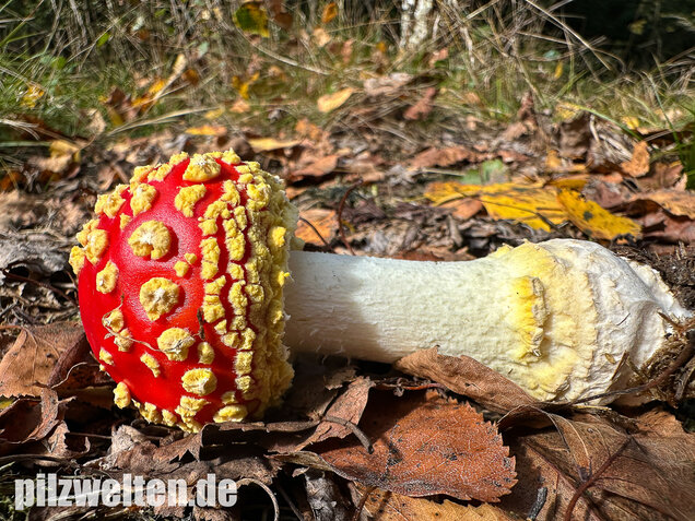 Gelbflockiger Fliegenpilz, Amanita muscaria var. flavivolvata