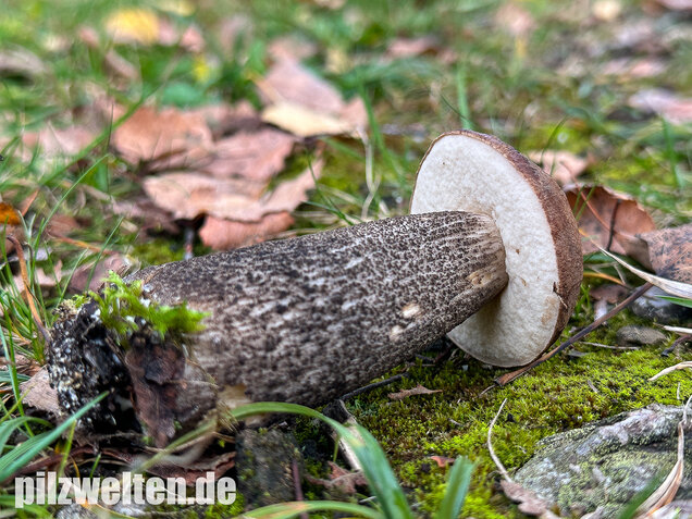 Gemeiner Birkenpilz, Langfuß, Birkenraufuß, Leccinum scabrum