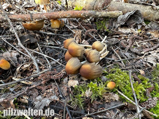 Glimmertintling, Coprinellus micaceus