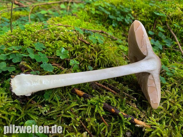 Großer Scheidling, Volvopluteus gloiocephalus