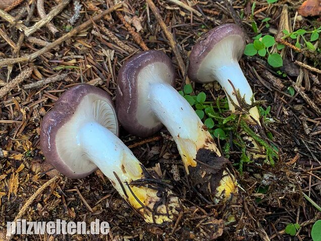Großer Schmierling, Kuhmaul, Gomphidius glutinosus
