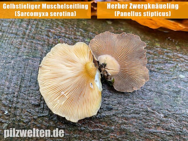 Gelbstieliger Muschelseitling, Sarcomyxa serotina