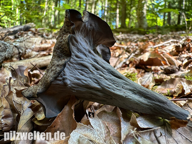 Herbsttrompete, Totentrompete, Craterellus cornucopioides