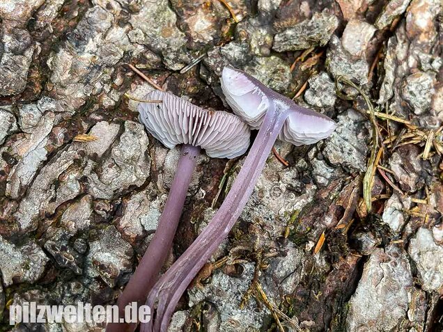 Lila Rettichhelmling, Mycena pura
