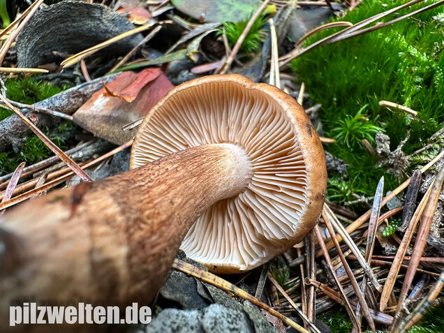 Geschupptstieliger Ritterling, Tricholoma fucatum