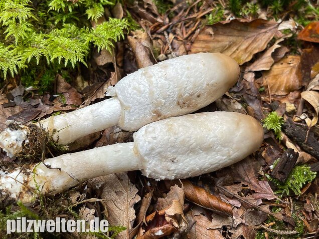 Schopftintling, Coprinus comatus