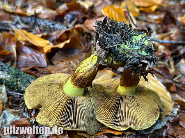 Schwarzgrüner Klumpfuß, Calonarius atrovirens