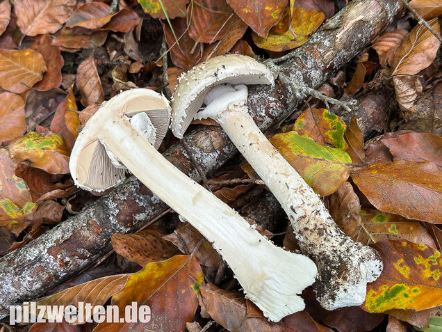 Spitzkegeliger Wulstling, Amanita echinocephala