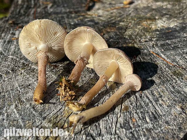 Starkriechender Körnchenschirmling, Cystoderma carcharias