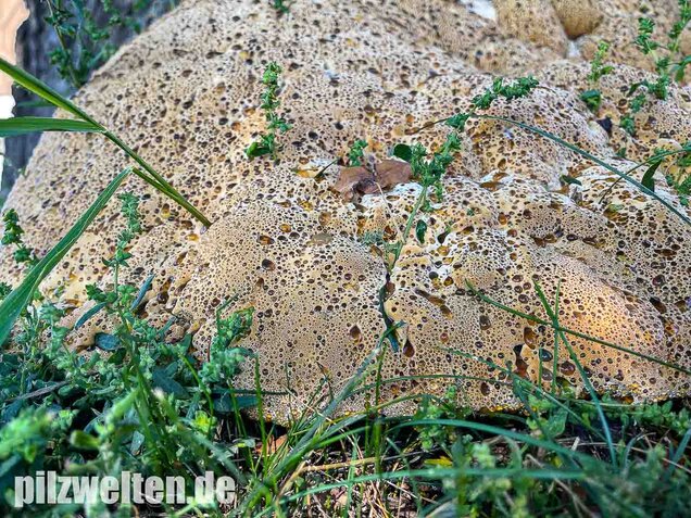 Tropfender Schillerporling, Pseudoinonotus dryadeus