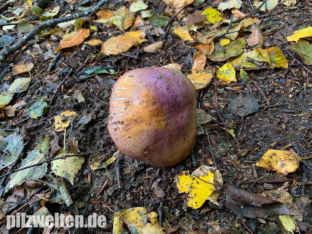 Violettrandiger Schleimkopf, Cortinarius balteatus