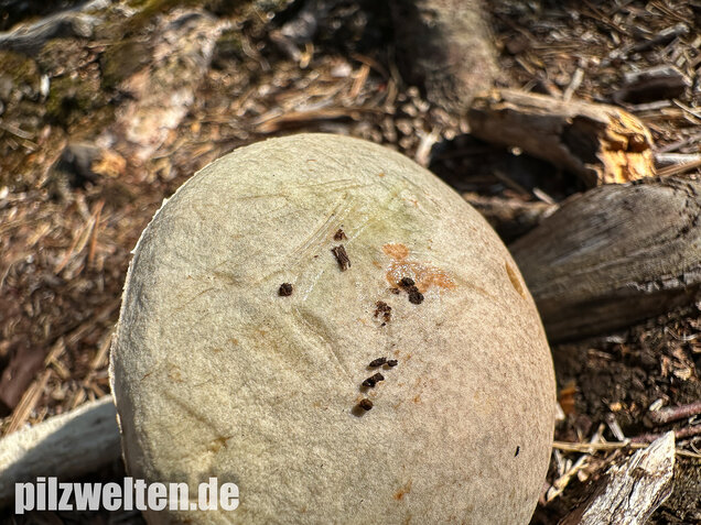 Weißer Birkenpilz, Leccinum holopus