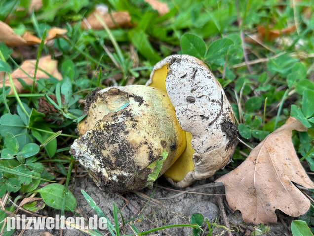 Wurzelnder Bitterröhrling, Caloboletus radicans